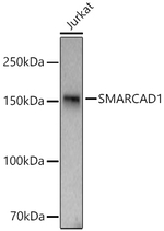 SMARCAD1 Antibody in Western Blot (WB)
