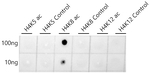 H4K8ac Antibody in Dot Blot (DB)