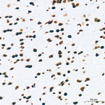 H4K8ac Antibody in Immunohistochemistry (Paraffin) (IHC (P))