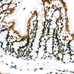 H4K8ac Antibody in Immunohistochemistry (Paraffin) (IHC (P))