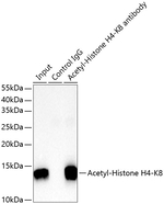 H4K8ac Antibody in Immunoprecipitation (IP)