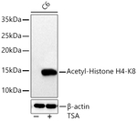 H4K8ac Antibody in Western Blot (WB)