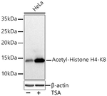H4K8ac Antibody in Western Blot (WB)