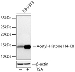 H4K8ac Antibody in Western Blot (WB)