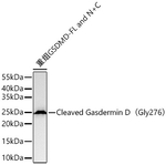 GSDMD (Cleaved Gly276) Antibody in Western Blot (WB)