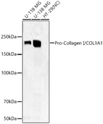 COL1A1 Antibody in Western Blot (WB)
