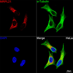 MRPL21 Antibody in Immunocytochemistry (ICC/IF)