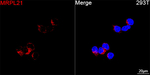 MRPL21 Antibody in Immunocytochemistry (ICC/IF)