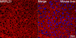 MRPL21 Antibody in Immunohistochemistry (Paraffin) (IHC (P))