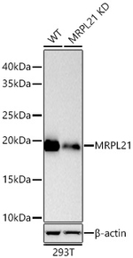 MRPL21 Antibody in Western Blot (WB)