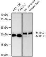 MRPL21 Antibody in Western Blot (WB)
