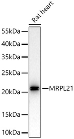 MRPL21 Antibody in Western Blot (WB)