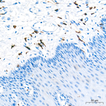 CD206 Antibody in Immunohistochemistry (Paraffin) (IHC (P))