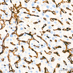 CD206 Antibody in Immunohistochemistry (Paraffin) (IHC (P))
