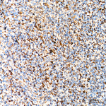 XPNPEP3 Antibody in Immunohistochemistry (Paraffin) (IHC (P))