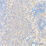 XPNPEP3 Antibody in Immunohistochemistry (Paraffin) (IHC (P))