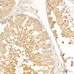 XPNPEP3 Antibody in Immunohistochemistry (Paraffin) (IHC (P))