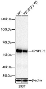 XPNPEP3 Antibody in Western Blot (WB)