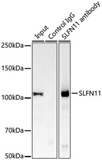 SLFN11 Antibody in Immunoprecipitation (IP)