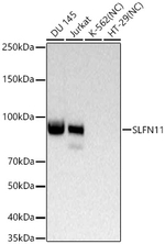 SLFN11 Antibody in Western Blot (WB)