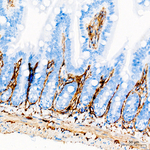 TMEM119 Antibody in Immunohistochemistry (Paraffin) (IHC (P))