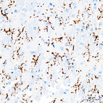 TMEM119 Antibody in Immunohistochemistry (Paraffin) (IHC (P))