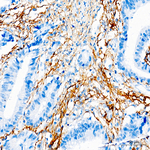 TMEM119 Antibody in Immunohistochemistry (Paraffin) (IHC (P))