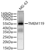 TMEM119 Antibody in Western Blot (WB)