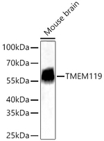 TMEM119 Antibody in Western Blot (WB)