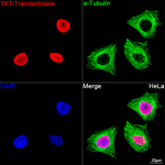 Transketolase Antibody in Immunocytochemistry (ICC/IF)