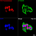 Transketolase Antibody in Immunocytochemistry (ICC/IF)