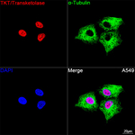 Transketolase Antibody in Immunocytochemistry (ICC/IF)
