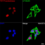 Transketolase Antibody in Immunocytochemistry (ICC/IF)