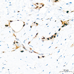 Transketolase Antibody in Immunohistochemistry (Paraffin) (IHC (P))