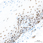 Transketolase Antibody in Immunohistochemistry (Paraffin) (IHC (P))