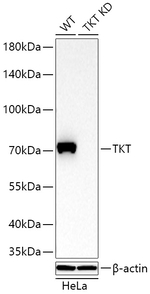Transketolase Antibody in Western Blot (WB)