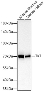Transketolase Antibody in Western Blot (WB)