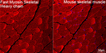 MYH1 Recombinant Rabbit Monoclonal Antibody (9D5K8)