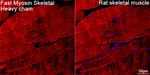 MYH1 Antibody in Immunohistochemistry (Paraffin) (IHC (P))