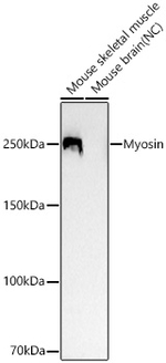 MYH1 Antibody in Western Blot (WB)