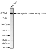 MYH1 Antibody in Western Blot (WB)