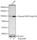 PARP1 (cleaved Asp214) Antibody in Western Blot (WB)