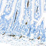 LYVE1 Antibody in Immunohistochemistry (Paraffin) (IHC (P))