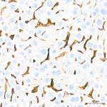 LYVE1 Antibody in Immunohistochemistry (Paraffin) (IHC (P))