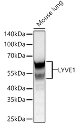 LYVE1 Antibody in Western Blot (WB)