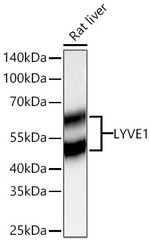 LYVE1 Antibody in Western Blot (WB)