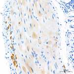 NMDAR1 Antibody in Immunohistochemistry (Paraffin) (IHC (P))