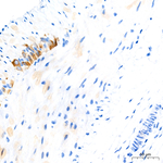 NMDAR1 Antibody in Immunohistochemistry (Paraffin) (IHC (P))