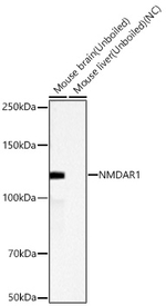NMDAR1 Antibody in Western Blot (WB)