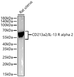 IL13RA2 Antibody in Western Blot (WB)